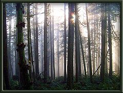 фото "To Dreamland and Back"