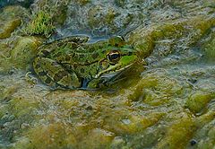 photo "The liquid bed"