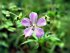 photo "Floret"