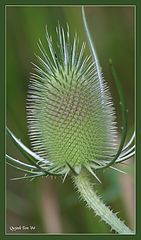 фото "Green Porcupine"
