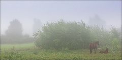 photo "Awakening"