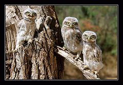 photo "Trio"