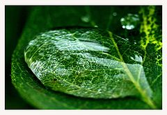 photo "The raindrop"