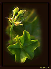 photo "Dragon"