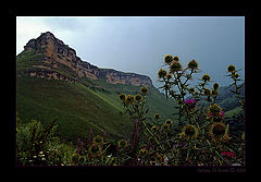 photo "Prickles"