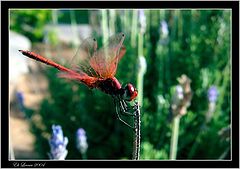 фото "DragonFly2"