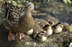 photo "Happy Family"