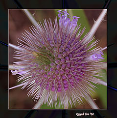 фото "Jungle Star"