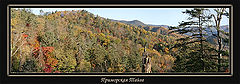 photo "Primorskaya Taiga"