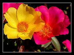 photo "Yellow & Ruddy"