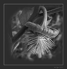 photo "Simply flower"
