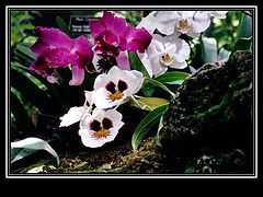 фото "Orkid 4"