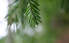 photo "**"
