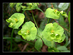 photo "In green style"