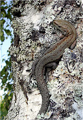 photo "White tree`s owner"