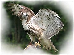 photo "Bird of Prey"
