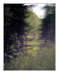 фото "В тени прохлад лесных Ветерок запутавшись притих"