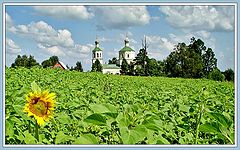 фото "Подсолнечный ракурс"