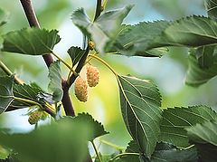 photo "Mulberry..."