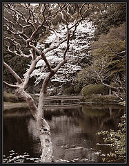 photo "in the park N1"
