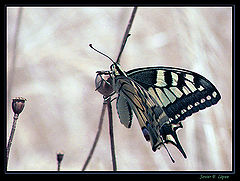 photo "Papilio machaon"