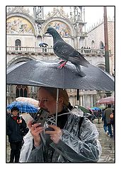 фото "Птичка, наконец, вылетела"