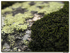 photo "MOSSing green coverlets"