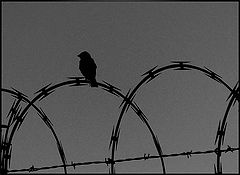 фото "untitled"