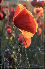 photo "the tender flower"