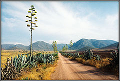 фото "I walk to the desert"