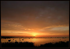 photo "instant amber"