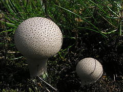 фото "mushrooms"