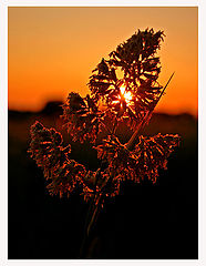 photo "Sunset in the gras"