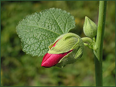 photo "Mal`va"
