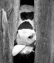 фото "Small cow"