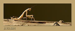 фото "A Small Hunter !!"