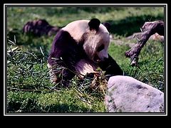 фото "Panda in Washington D.C."