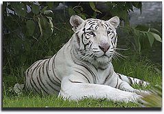 фото "tigre"