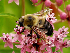 photo "Supper"