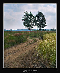 photo "It is dear in a field"