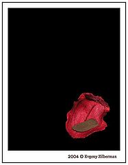 фото "Tongue"