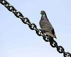 photo "Collateral"
