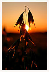 photo "Sunset in the confild"