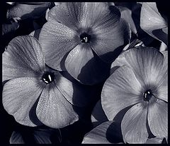 фото "3x5=15"