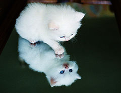 photo "kitten"