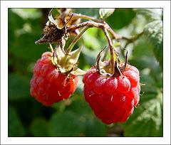 photo "Berry-raspberry..."