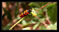 photo "Bugs 2004 # 1"