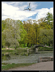 photo "A sea-gull in the park"