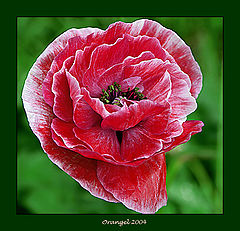 фото "Poppy"