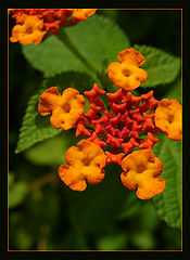 photo "red small flower"